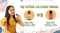 [VIDEO] So sánh Tinh dầu tràm gió và Tinh dầu tràm trà | Tinh Dầu 100