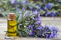 Công dụng tuyệt vời về sức khỏe và làm đẹp mà tinh dầu hương thảo mang lại