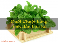 Tác dụng của tinh dầu bạc hà đuổi chuột.