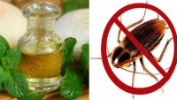 Bạn có sợ gián không???