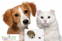 Có nhiều cách để không còn bọ chó mèo nhưng đây là cách nhanh chóng và dễ dàng nhất