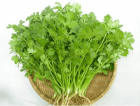 Thải độc thủy ngân bằng rau mùi già bạn đã thử chưa??