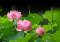 Một số cách dùng với tinh dầu hoa Sen