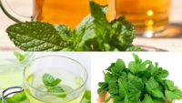 Những công dụng tuyệt vời của tinh dầu bạc hà