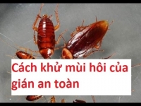 Khử mùi hôi gián nhanh chóng với tinh dầu thiên nhiên
