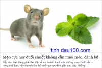 Mẹo đuổi chuột không cần nuôi mèo hay đánh bả