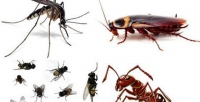 Mẹo hay giúp diệt muỗi, dán, bọ chét, bọ xít ,...An toàn, hiệu quả.