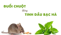 Nhà tôi 3 đời dùng bẫy đắt chuột, đến đời tôi thì dùng… TINH DẦU BẠC HÀ để đuổi chuột.