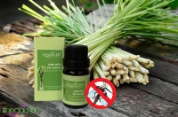 Tinh dầu sả, sả chanh, tinh dầu chống côn trùng có thực sự đuổi được muỗi không?