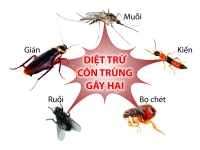 Giải pháp xua đuổi côn trùng hiệu quả mà lại an toàn.